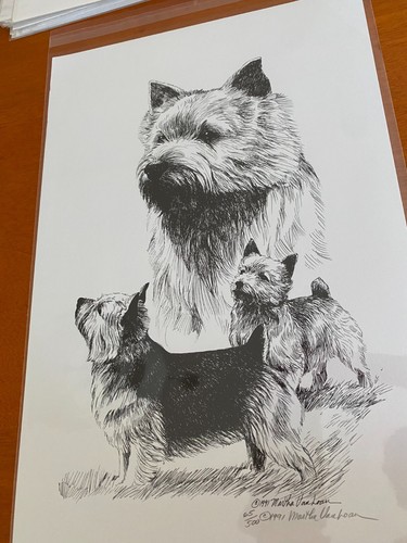 Norwich terrier trio - terrier,