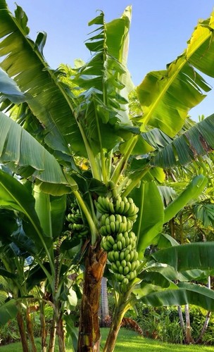 Live banana tree - live, bulb