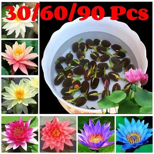 90pcsseeds lotus mix - lotus,