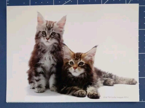 Zazzle postcard maine - maine, cat