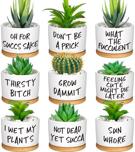 Funny succulent pots - succulent,