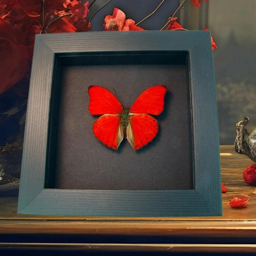 Real framed red glider - real,