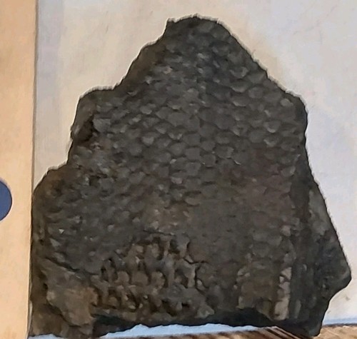 Lepidodendron fossil - lepidodendron,