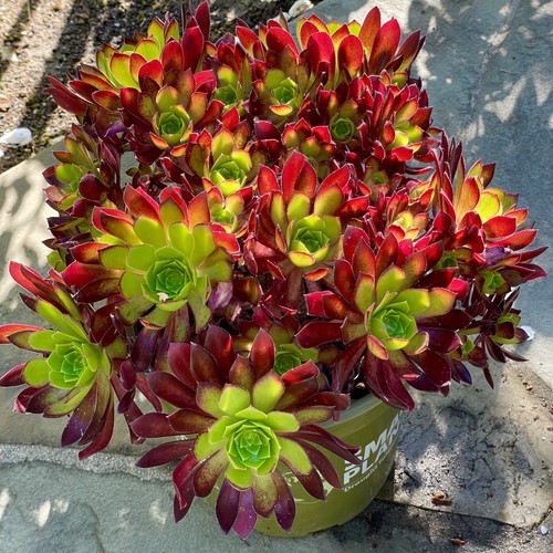 Rare aeonium merlot - rare,