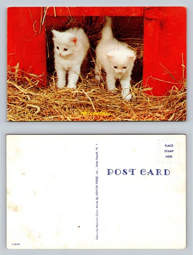 White kittens barn postcard - kittens, in