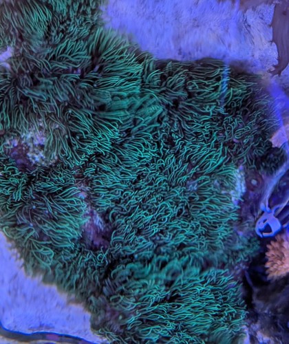 Beginner coral combo - 3, gsp