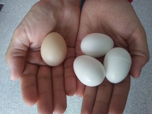 Imitation serama eggs - serama,