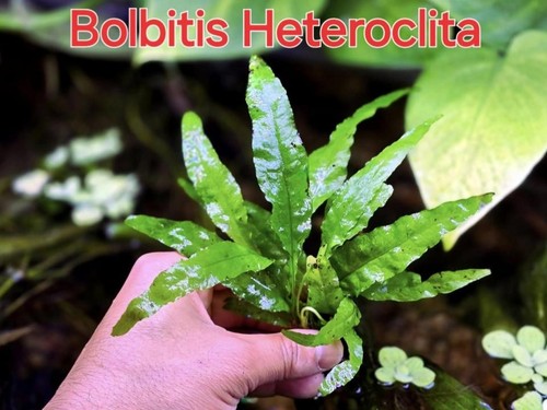 Bolbitis heteroclita live - -,