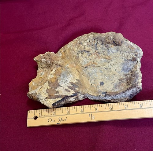 Triceratops dinosaur skull - triceratops,
