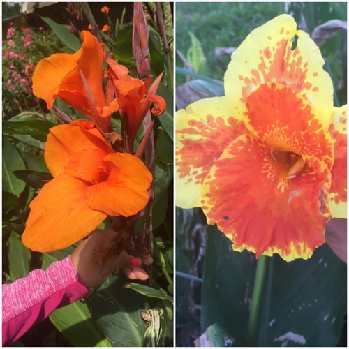 Canna lily bulbs mixed of - lily, 2