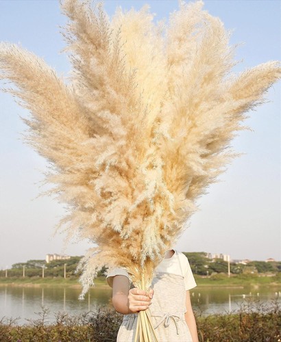 Stems inch dried pampas - 10,