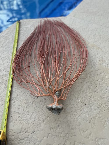 Giant rare gorgonian sea whip - rare,