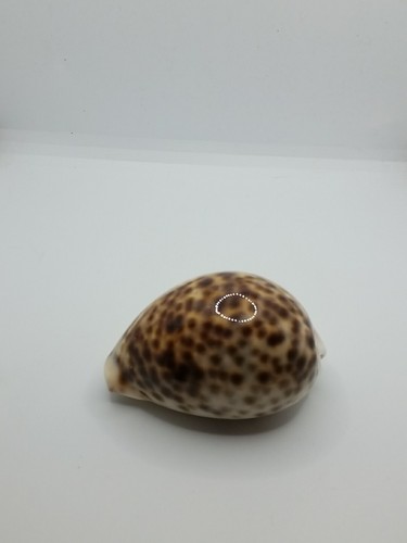Leopard tiger cowrie - leopard,