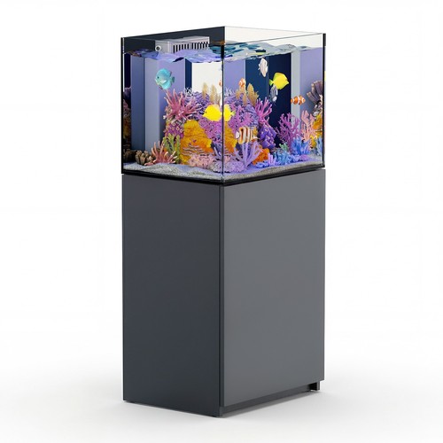 Gallon coral reef - reef, aquarium