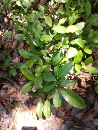 Rooted florida live oak - 5, tx