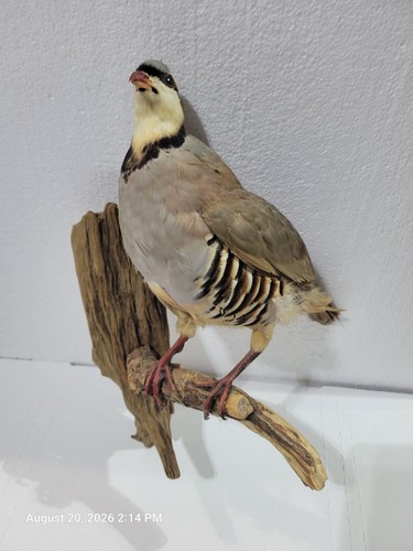 Chukar partridge taxidermy - partridge,