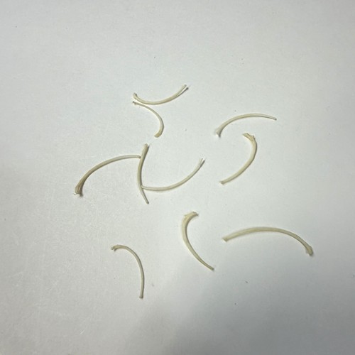Lot weasel rib bones - lot,