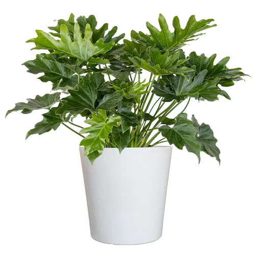 Philodendron selloum shangri - philodendron,