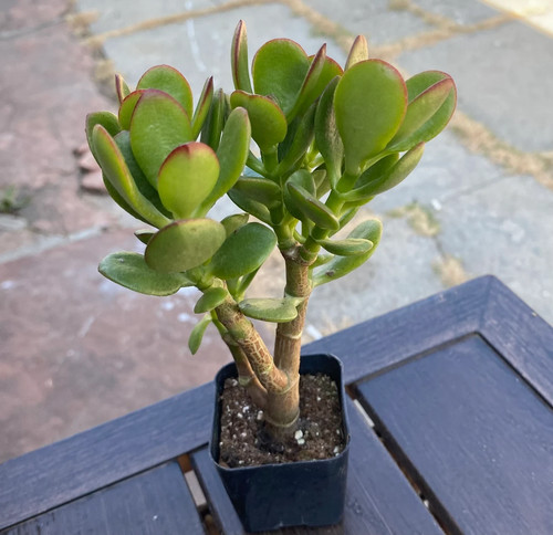 Dwarf jade plant crassula - jade,