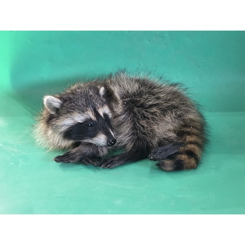Fhjun10 baby raccoon - fhjun10,