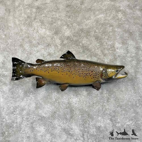 30759 32 brown trout - #30759,