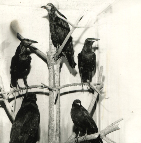 Vintage crow raven photo - crow,