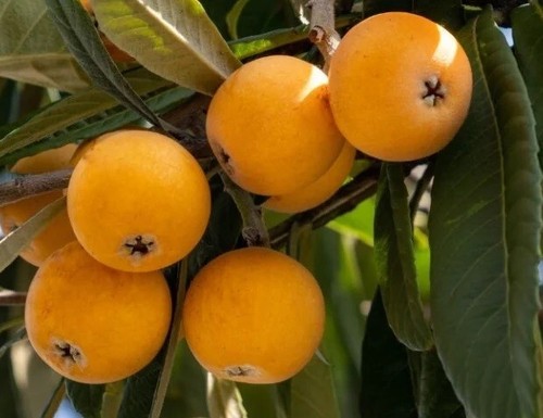Loquat fruit tree - loquat,