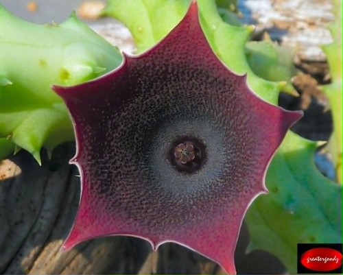 Huernia keniensis stunning - huernia,
