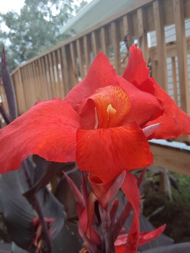 Beautiful red velvet canna - red,