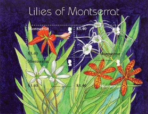 Montserrat 2007 lilies - montserrat,