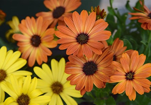 African daisy stick - african, daisy-