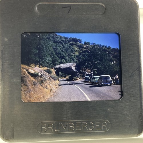 35mm slide photograph sequoia - photograph,