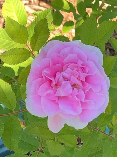 Very fragrant rosa martin - very,