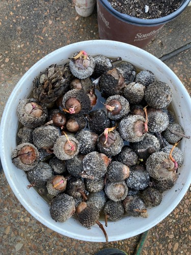 Bur oak acorns some - oak, are
