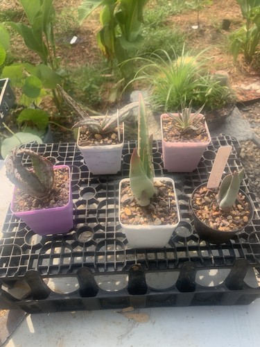 Rare aloe and yucca - rare,
