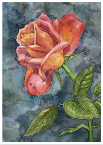 Rose bloom 5x7 - -, art