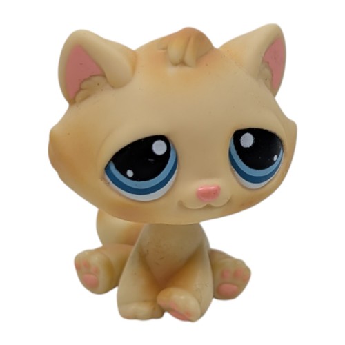 Kitten cat blues - kitten,
