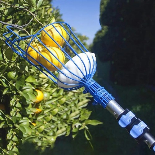 Best garden fruit - garden, harvest