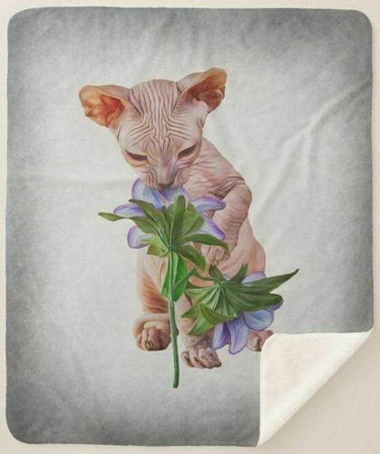Sphynx hairless kitten - kitten, pet
