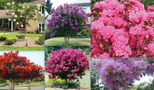 Exotic crape myrtle seeds - exotic,