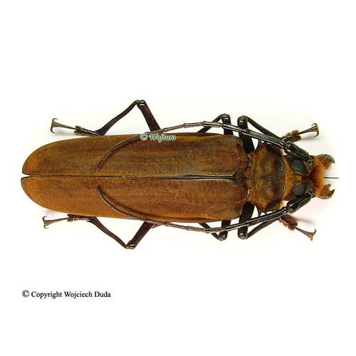 Callipogon fragosoi nice - callipogon, and