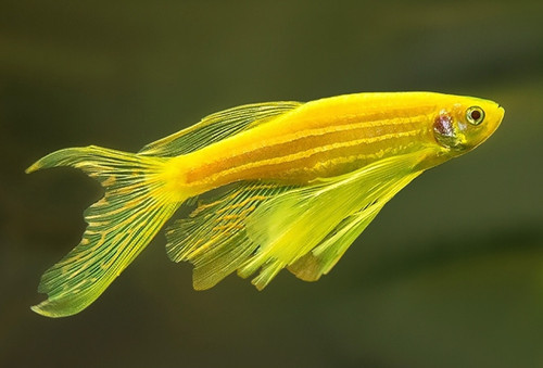 Pack longfin gold - -, zebra