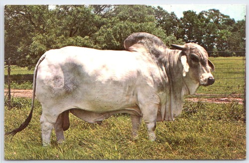 Vintage brahman bull postcard - vintage,