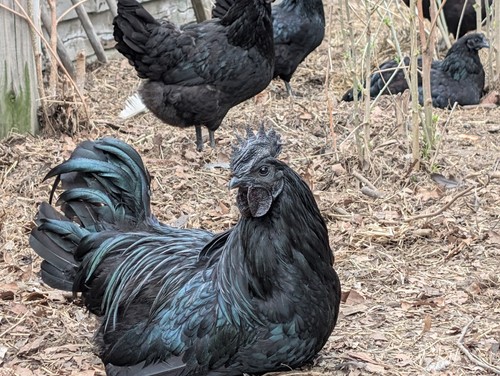 Pure ayam cemani - 4,