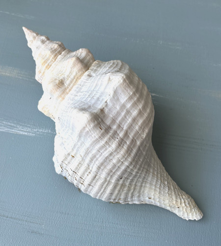 One large florida horse conch - one,