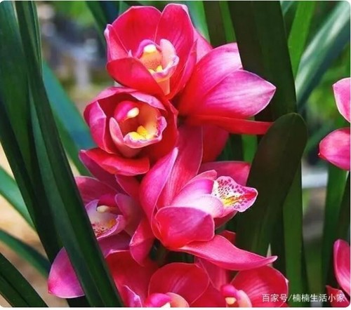 Cymbidium 大花蕙兰 - sp.,
