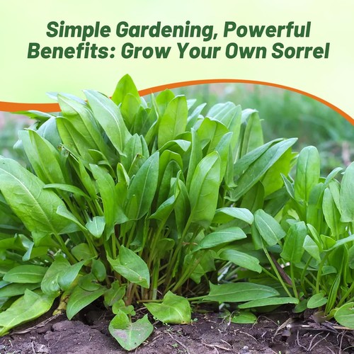 5000 seeds sorrel - 5000, for