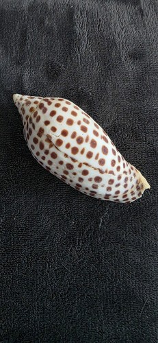 Inch junonia shell st - inch,