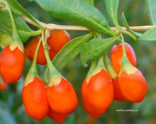 Goji berry lycium chinense - goji,