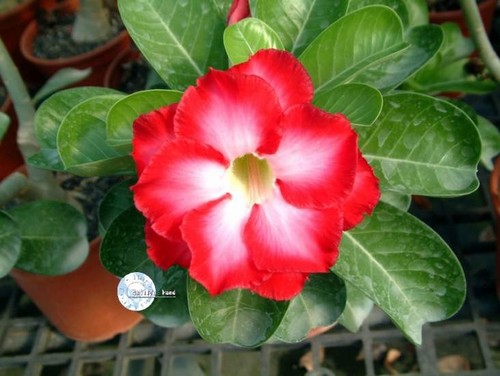 Desert rose plants rare - plants,,